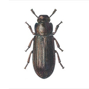 Mehlkäfer