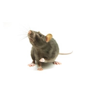 Maus
