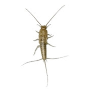 Silberfischchen