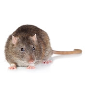 Ratte